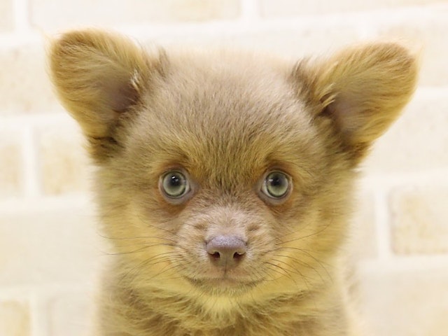 埼玉県のハーフ犬・ミックス犬 (ペッツワン蓮田店/2024年9月20日生まれ/男の子/チョコレートフォーン)の子犬